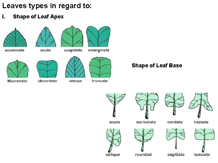 Leaves types in regard to: I. Shape of Leaf Apex Shape of Leaf Base