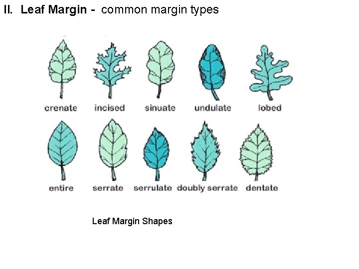II. Leaf Margin - common margin types Leaf Margin Shapes 