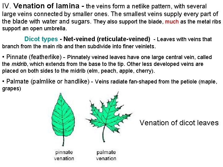 IV. Venation of lamina - the veins form a netlike pattern, with several large