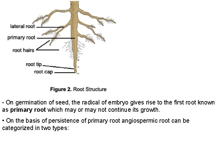  • On germination of seed, the radical of embryo gives rise to the