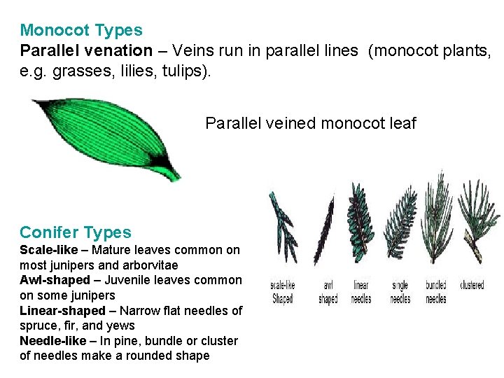 Monocot Types Parallel venation – Veins run in parallel lines (monocot plants, e. g.