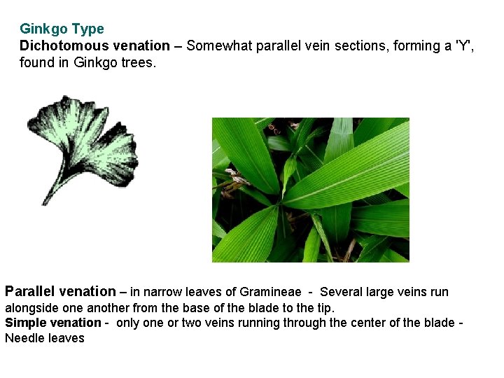 Ginkgo Type Dichotomous venation – Somewhat parallel vein sections, forming a 'Y', found in