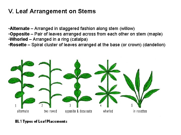 V. Leaf Arrangement on Stems • Alternate – Arranged in staggered fashion along stem
