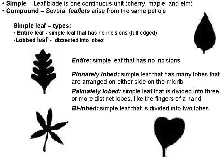  • Simple – Leaf blade is one continuous unit (cherry, maple, and elm)