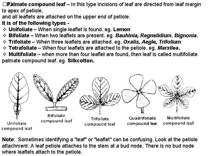 �� Palmate compound leaf – In this type incisions of leaf are directed from