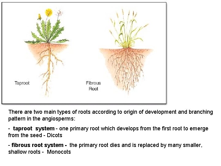 There are two main types of roots according to origin of development and branching