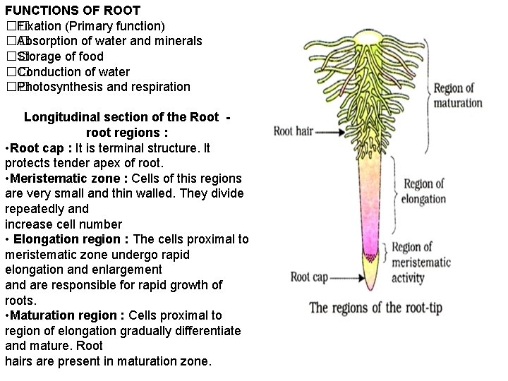 FUNCTIONS OF ROOT �� Fixation (Primary function) �� Absorption of water and minerals ��