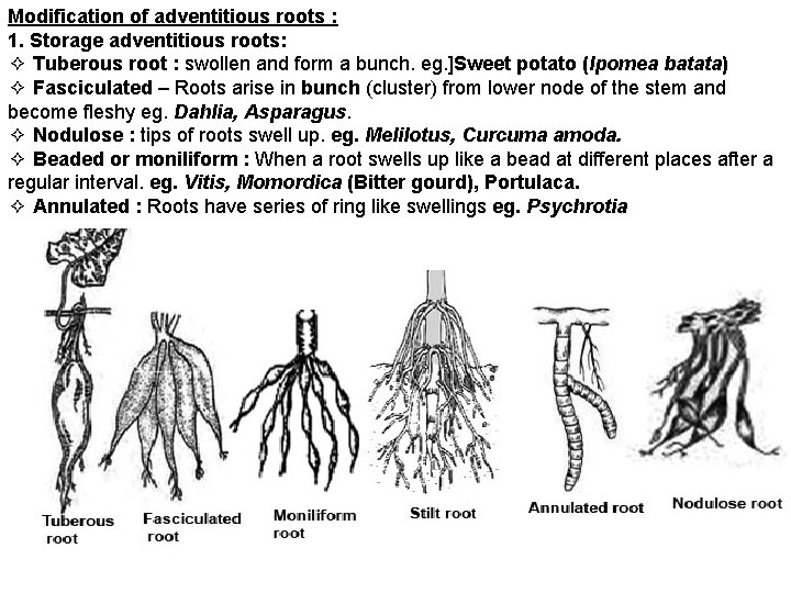 Modification of adventitious roots : 1. Storage adventitious roots: ✧ Tuberous root : swollen