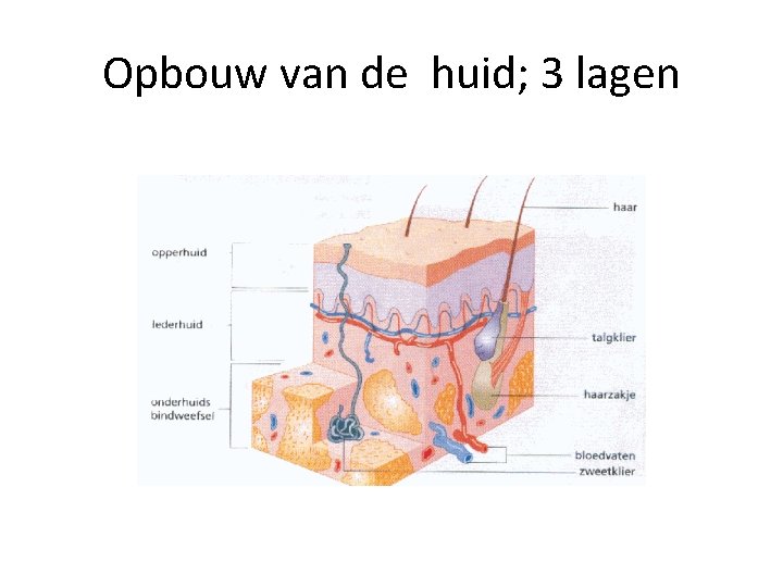 Opbouw van de huid; 3 lagen 