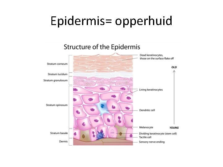 Epidermis= opperhuid 