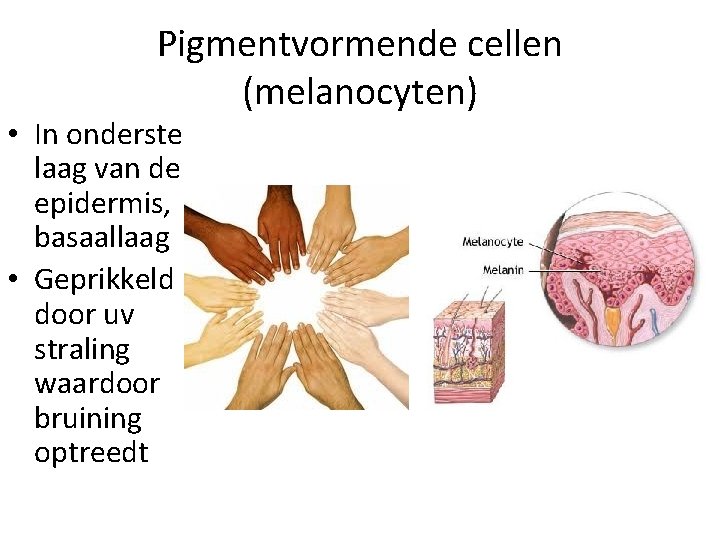 Pigmentvormende cellen (melanocyten) • In onderste laag van de epidermis, basaallaag • Geprikkeld door