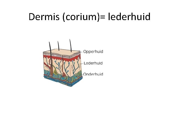 Dermis (corium)= lederhuid 