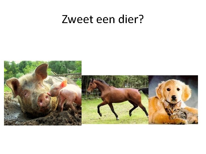 Zweet een dier? 