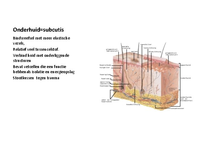 Onderhuid=subcutis Bindweefsel met meer elastische vezels, Relatief veel tussencelstof. Verbind huid met onderliggende structuren