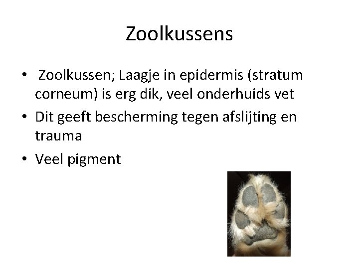 Zoolkussens • Zoolkussen; Laagje in epidermis (stratum corneum) is erg dik, veel onderhuids vet