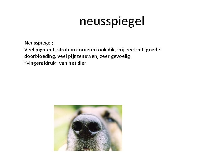 neusspiegel Neusspiegel; Veel pigment, stratum corneum ook dik, vrij veel vet, goede doorbloeding, veel