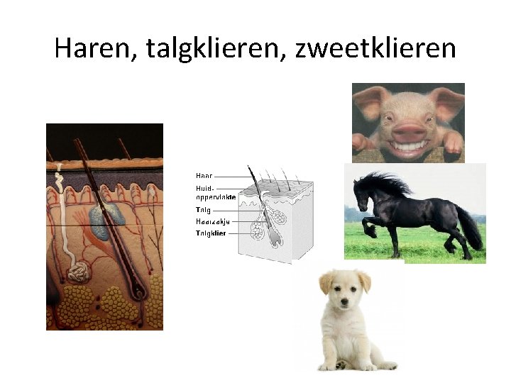 Haren, talgklieren, zweetklieren 