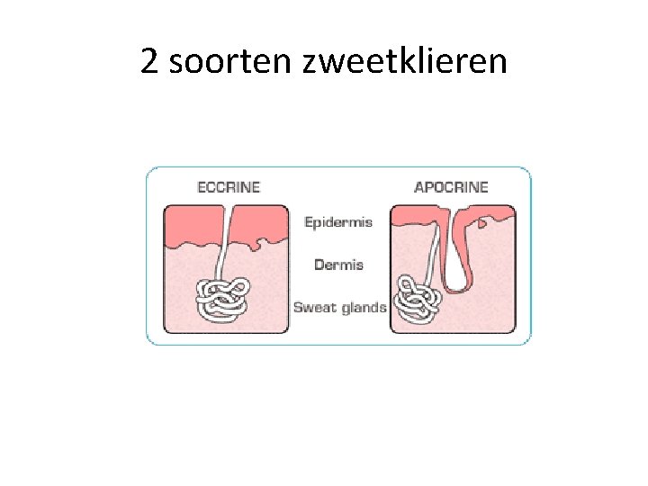 2 soorten zweetklieren 