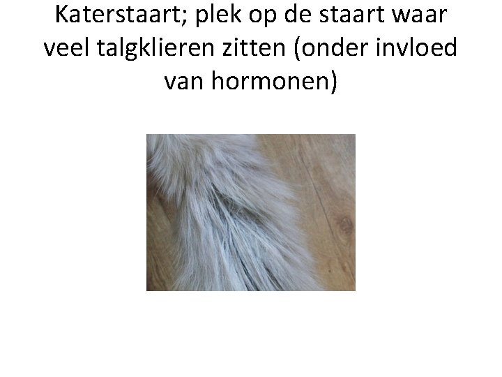 Katerstaart; plek op de staart waar veel talgklieren zitten (onder invloed van hormonen) 