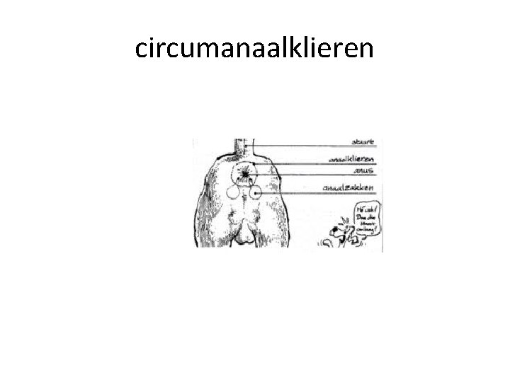circumanaalklieren 