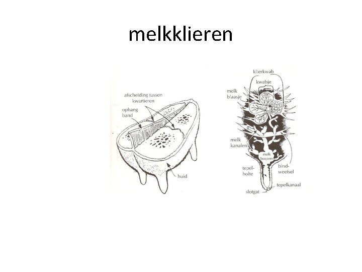 melkklieren 