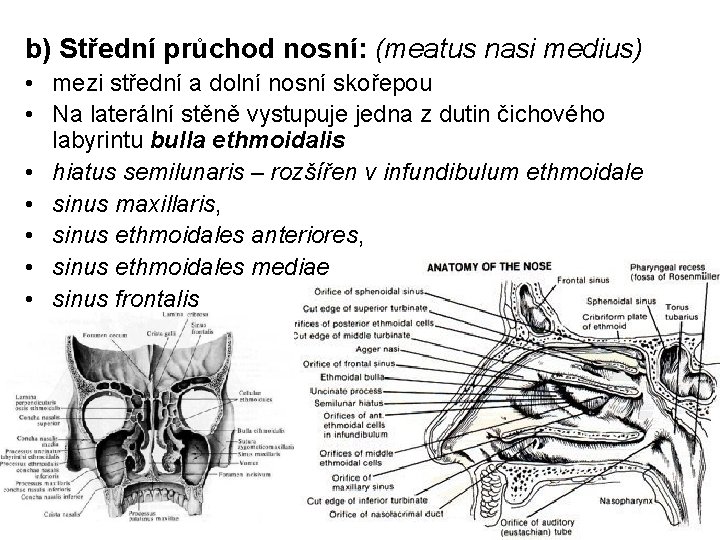 b) Střední průchod nosní: (meatus nasi medius) • mezi střední a dolní nosní skořepou