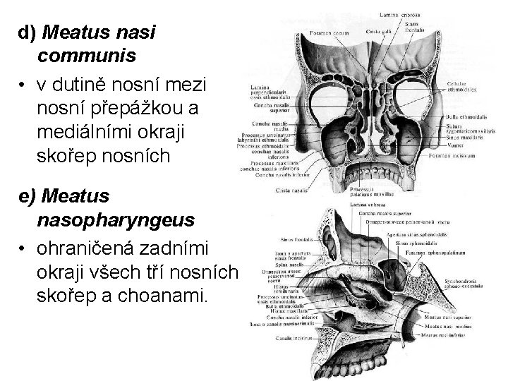 d) Meatus nasi communis • v dutině nosní mezi nosní přepážkou a mediálními okraji