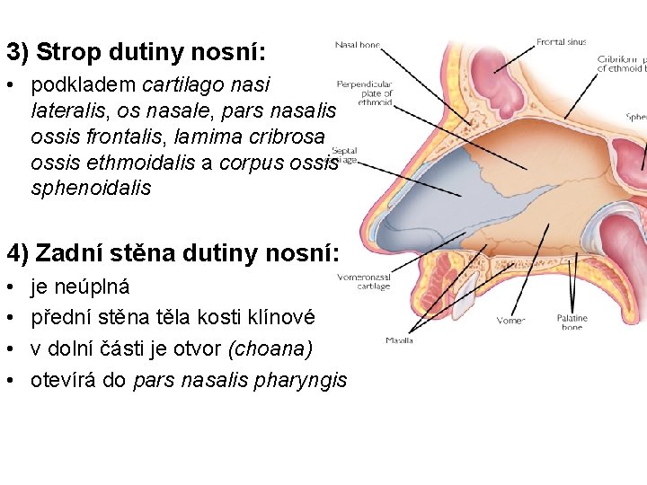 3) Strop dutiny nosní: • podkladem cartilago nasi lateralis, os nasale, pars nasalis ossis