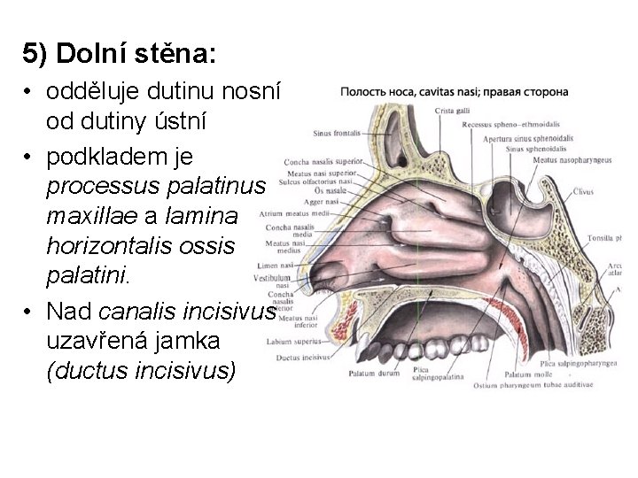 5) Dolní stěna: • odděluje dutinu nosní od dutiny ústní • podkladem je processus