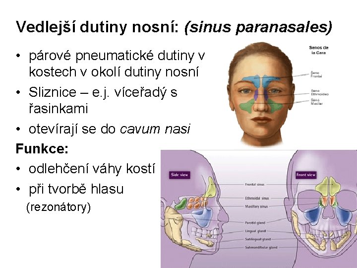 Vedlejší dutiny nosní: (sinus paranasales) • párové pneumatické dutiny v kostech v okolí dutiny