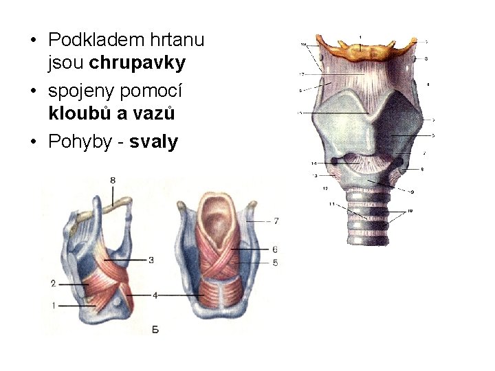  • Podkladem hrtanu jsou chrupavky • spojeny pomocí kloubů a vazů • Pohyby