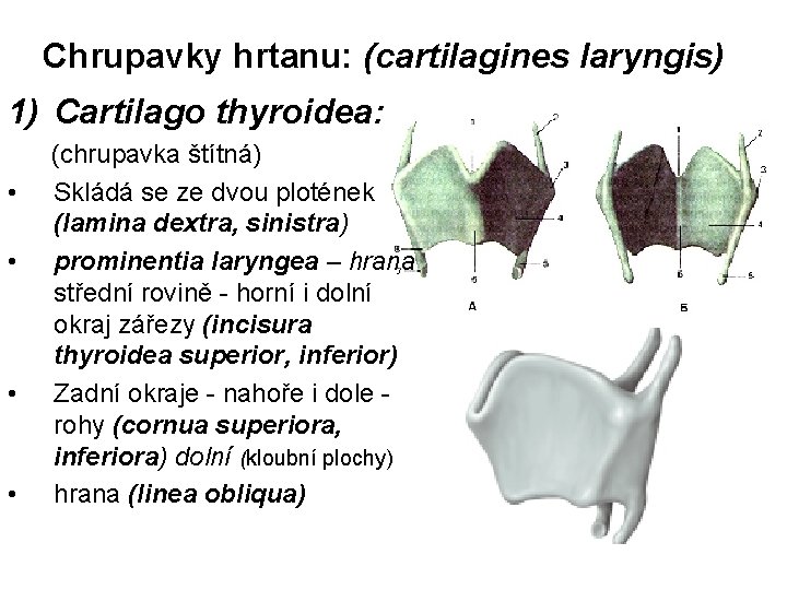 Chrupavky hrtanu: (cartilagines laryngis) 1) Cartilago thyroidea: • • (chrupavka štítná) Skládá se ze