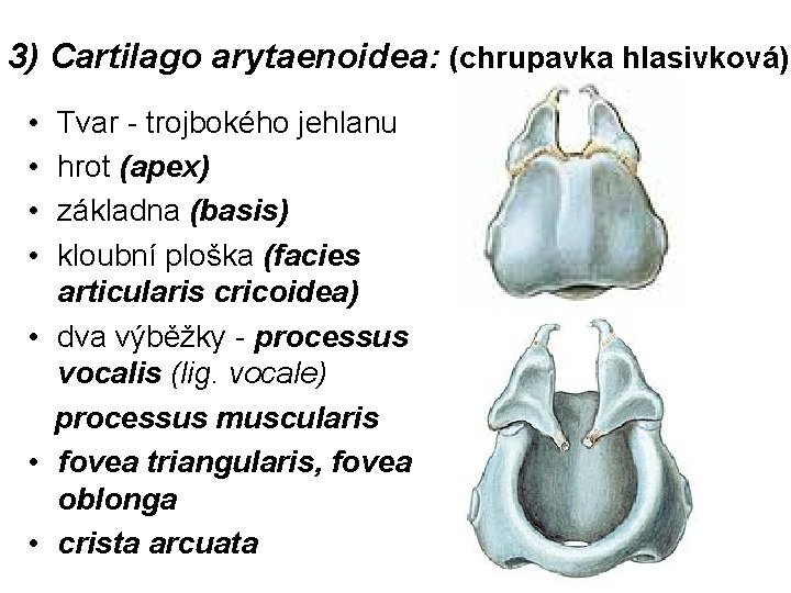 3) Cartilago arytaenoidea: (chrupavka hlasivková) • • Tvar - trojbokého jehlanu hrot (apex) základna