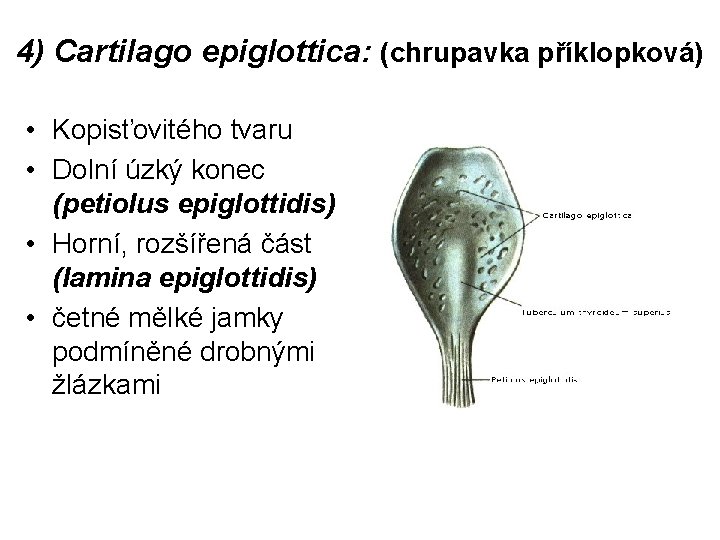 4) Cartilago epiglottica: (chrupavka příklopková) • Kopisťovitého tvaru • Dolní úzký konec (petiolus epiglottidis)