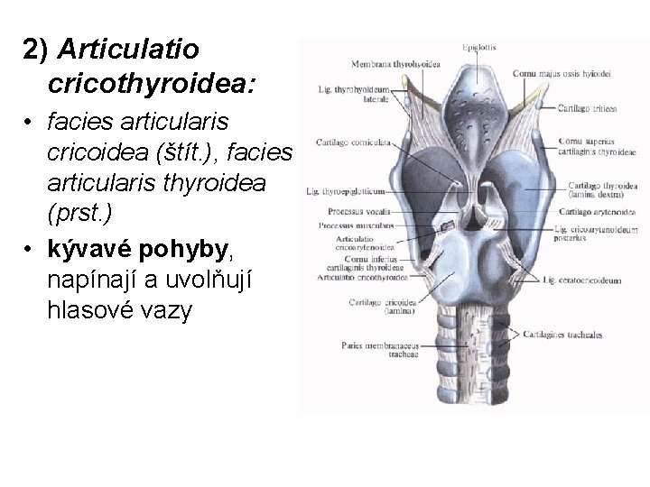 2) Articulatio cricothyroidea: • facies articularis cricoidea (štít. ), facies articularis thyroidea (prst. )