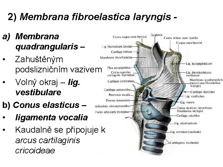 2) Membrana fibroelastica laryngis a) Membrana quadrangularis – • Zahuštěným podslizničním vazivem • Volný