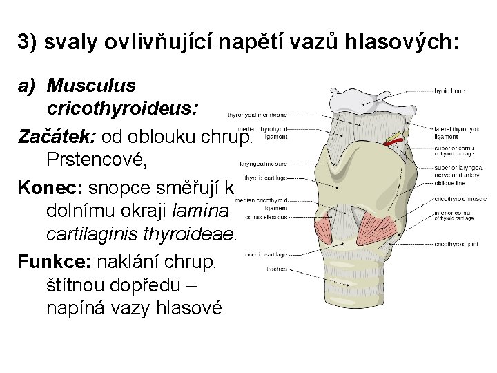3) svaly ovlivňující napětí vazů hlasových: a) Musculus cricothyroideus: Začátek: od oblouku chrup. Prstencové,