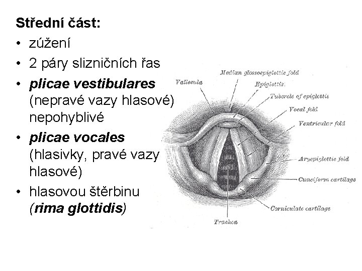 Střední část: • zúžení • 2 páry slizničních řas • plicae vestibulares (nepravé vazy