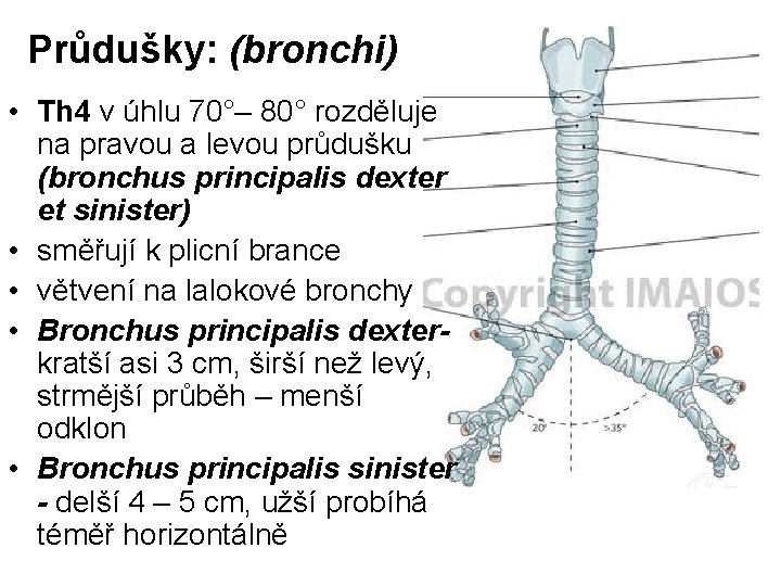 Průdušky: (bronchi) • Th 4 v úhlu 70°– 80° rozděluje na pravou a levou