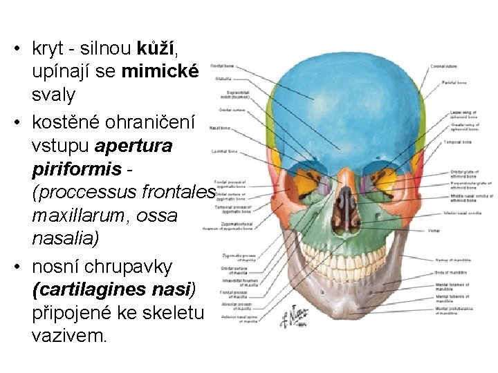  • kryt - silnou kůží, upínají se mimické svaly • kostěné ohraničení vstupu