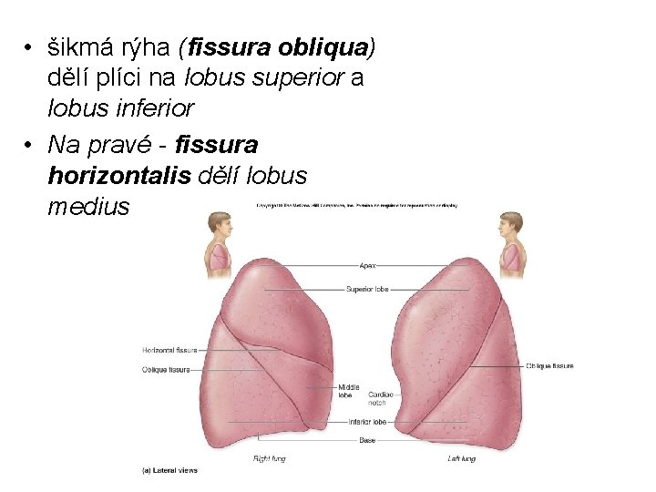  • šikmá rýha (fissura obliqua) dělí plíci na lobus superior a lobus inferior