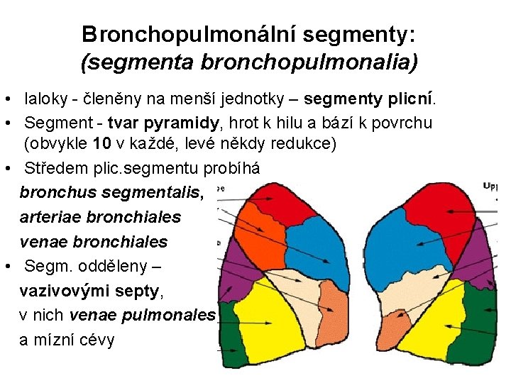 Bronchopulmonální segmenty: (segmenta bronchopulmonalia) • laloky - členěny na menší jednotky – segmenty plicní.