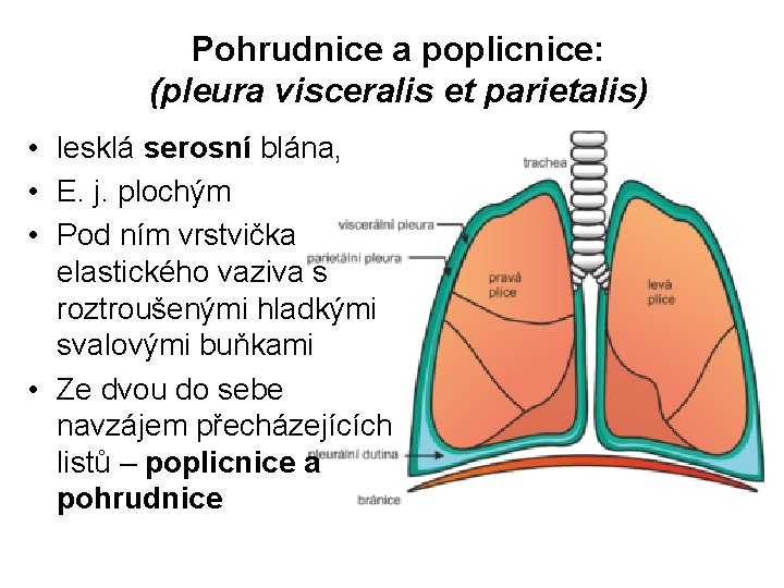 Pohrudnice a poplicnice: (pleura visceralis et parietalis) • lesklá serosní blána, • E. j.