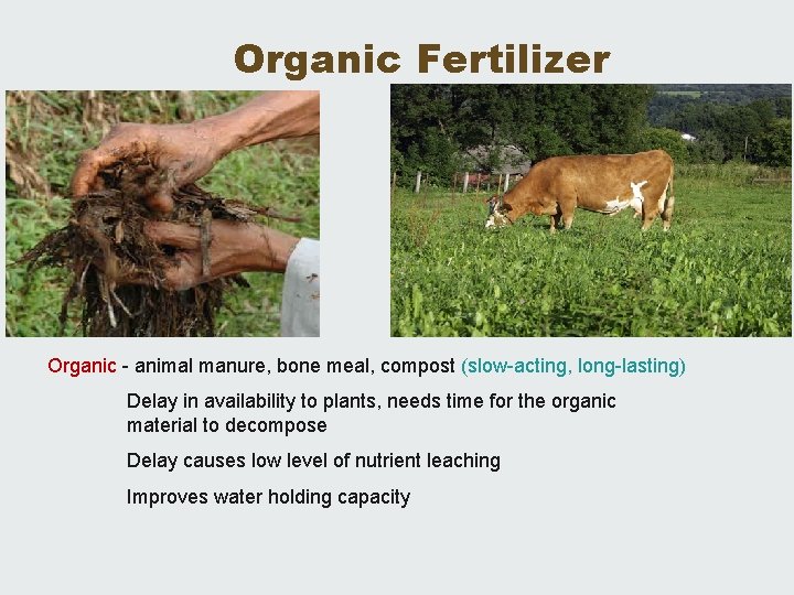 Organic Fertilizer Organic - animal manure, bone meal, compost (slow-acting, long-lasting) Delay in availability
