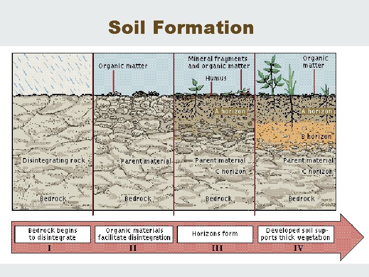 Soil Formation 