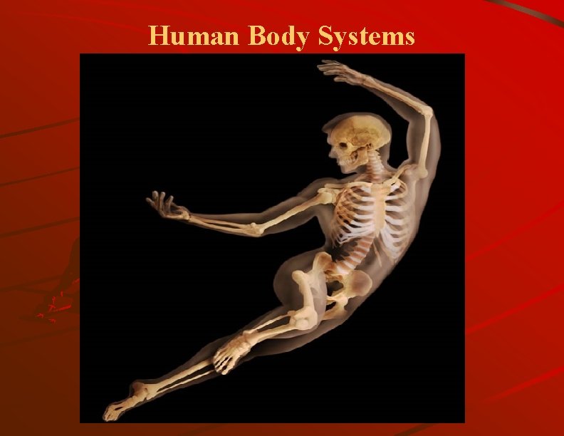 Human Body Systems 