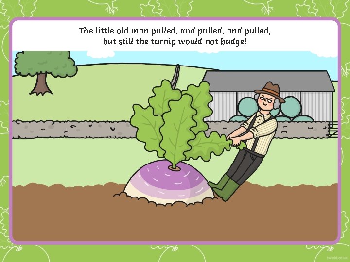 The little old man pulled, and pulled, but still the turnip would not budge!