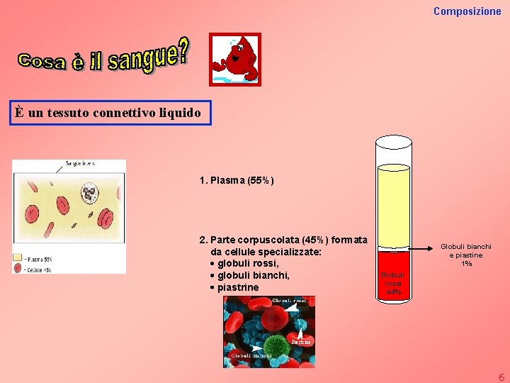 Composizione È un tessuto connettivo liquido 1. Plasma (55%) 2. Parte corpuscolata (45%) formata