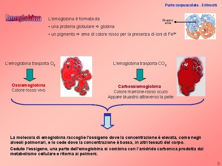Parte corpuscolata - Eritrociti L’emoglobina è formata da • una proteina globulare globina Gruppo