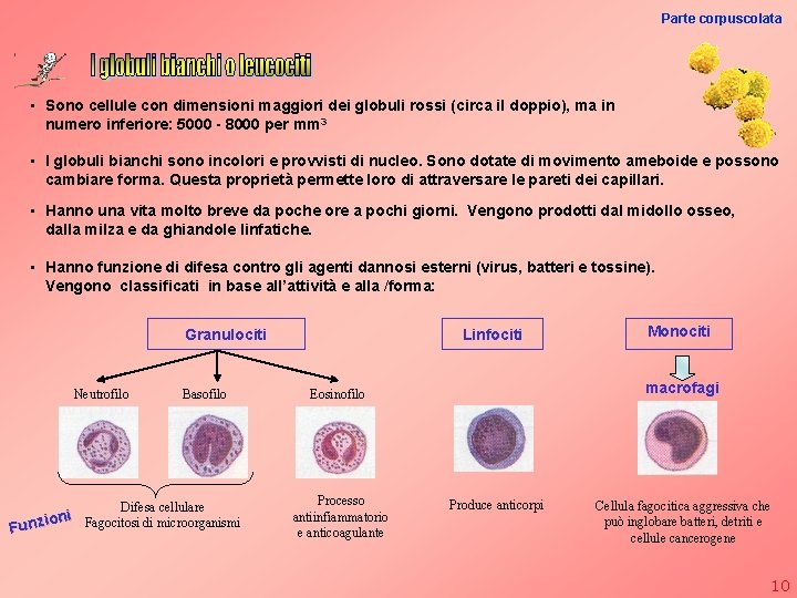 Parte corpuscolata • Sono cellule con dimensioni maggiori dei globuli rossi (circa il doppio),